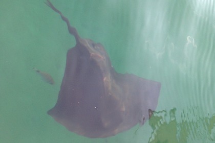 Noleggio Barca a vela Jeanneau Sun Odyssey 40 Ds San Fiorenzo