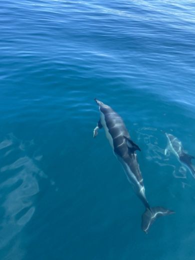 Tróia Peninsula Motorboat Beneteau Flyer 8.8 Spacedeck alt tag text