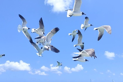 Чартер Катамаран LAGOON 380 Пуэнт-а-Питр