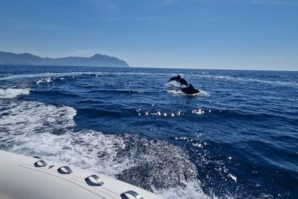 Noleggio Gommone Capelli Tempest 775 Genova