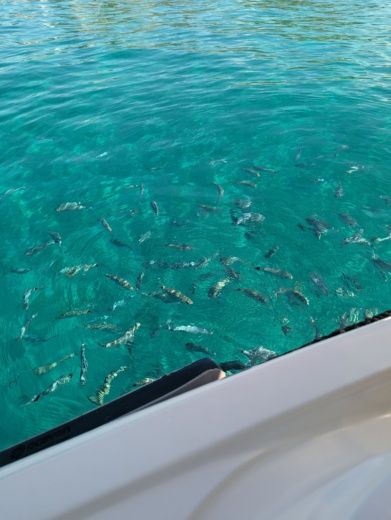 Santa Ponça Without license Bayliner element E 5 alt tag text