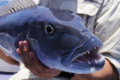 Charter Motor yacht Riviera 2016 Victoria