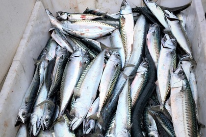 Location Bateau à moteur Quicksilver Activ 805 Open Talmont-Saint-Hilaire