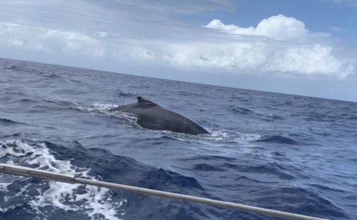 Pointe-a-Pitre Sailboat Beneteau Oceanis 411 alt tag text