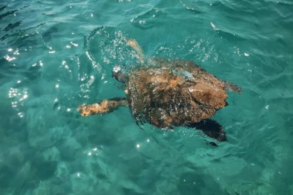 Location Bateau sans permis  Poseidon Blue Water 185 Zakynthos