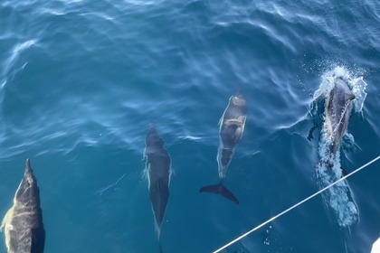 Miete Katamaran Beneteau EXCESS 14 Porto-Vecchio