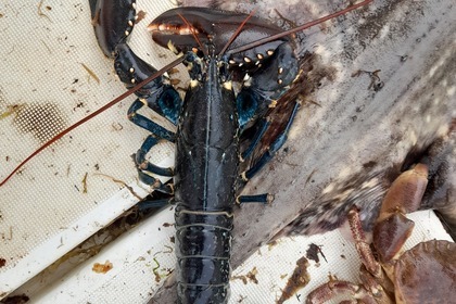 Miete Motorboot Beneteau Barracuda 7 Barneville-Carteret