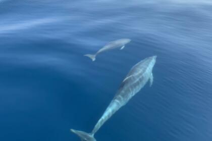 Noleggio Moto d'acqua Seadoo JETSKI  70€   30 MIN  Y   130 EUR 1 HOUR Fuengirola