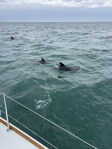 Tróia Peninsula Catamaran Jeanneau Lagoon 44 alt tag text