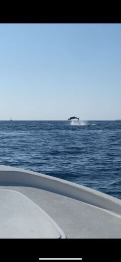 Pula Without license Adria 500 Open alt tag text