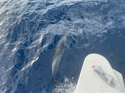 Les Anses-d'Arlet Catamaran Fountaine Pajot Lucia 40 Année 2020 alt tag text