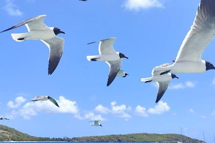 Rental Catamaran LAGOON LAGOON 380 Le Marin