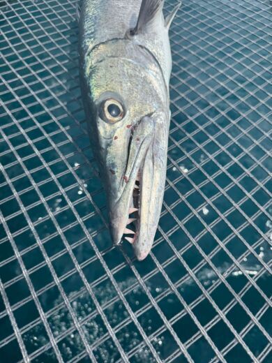 Îles San Blas Catamaran Catamaran 50 foot alt tag text