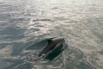 Location Semi-rigide Bombard RIBSTER 500 Roscoff