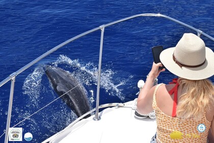 Charter Motorboat Bayliner Ciera 2355 Calheta