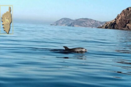 Verhuur RIB CAPELLI TEMPEST 505 Galéria