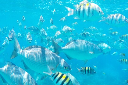 Aluguel Catamarã Robertson and Caine Leopard 48 Panamá