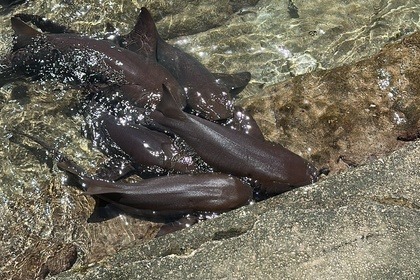 Rental Catamaran Endeavour 44 Nassau