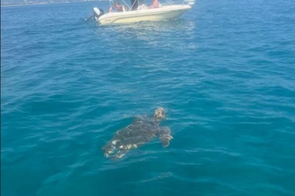 Aluguel Barco sem licença  Poseidon Blue Water 185 Zaquintos