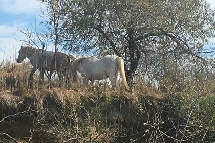 Miete Boot ohne Führerschein  BANTA STAR-SHIP 460 -6CV- (SANS PERMIS/WITHOUT LICENCE) Aigues-Mortes