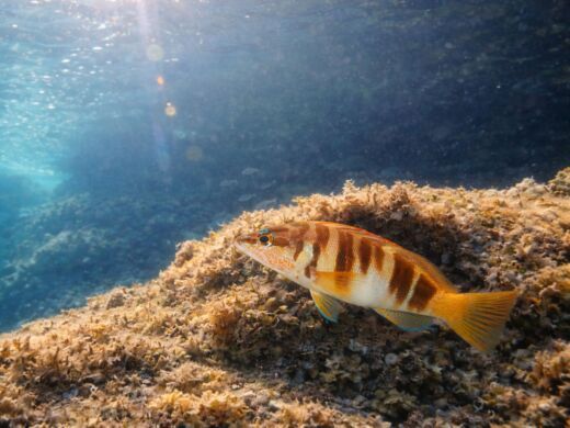 Motorboat Alcudia Boat Tour Snorkel and fuel included Boot Grundriss