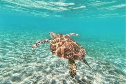 Alquiler Lancha Eduardono 31.5ft Corvina Nasáu
