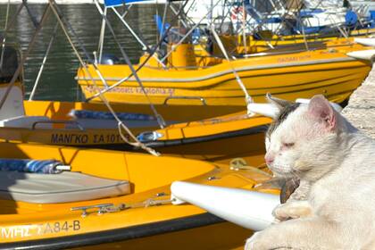 Miete Motorboot Poseidon 470 Kefalonia