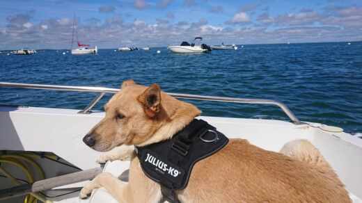 Леж—Кап-Ферре Motorboat Dubigeont Clarige alt tag text