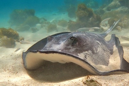 Location Catamaran LAGOON 380 Pointe-à-Pitre