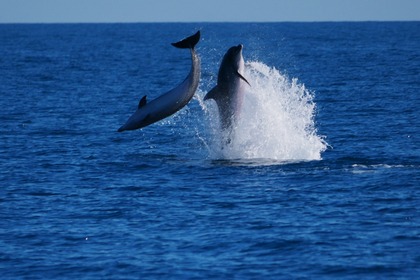 Verhuur Catamaran Beneteau EXCESS 14 La Maddalena