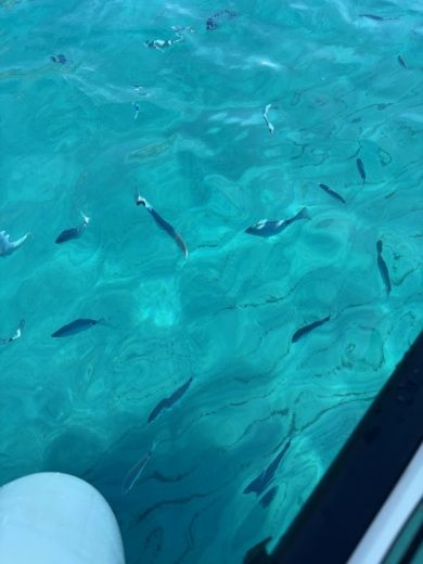 Tropea Motorboat Bma X 199 alt tag text