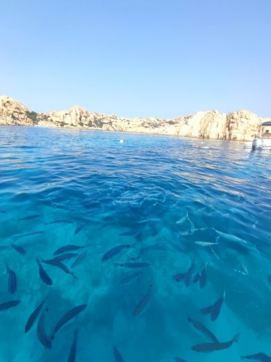 Cannigione Without license Capelli Capelli Tempest 530 N01 alt tag text