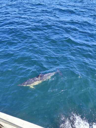 Trinité-sur-Mer Sailboat Alcor Yacht classique alt tag text