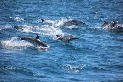 Miete Segelboot Furia 334 restauración Artha Sotogrande