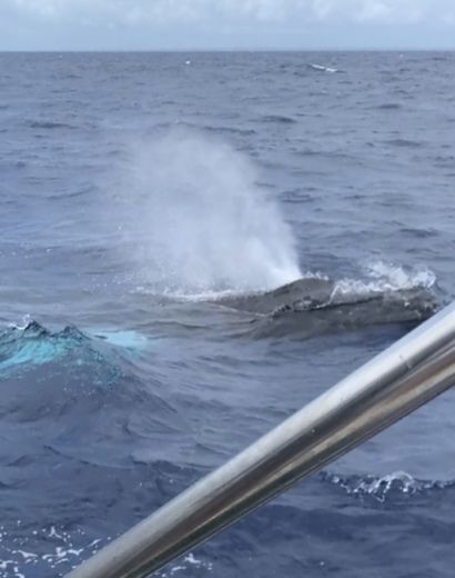 Pointe-a-Pitre Sailboat Beneteau Oceanis 411 alt tag text