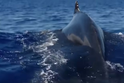 Rental Sailboat Wauquiez Centurion 42 Punta Cana