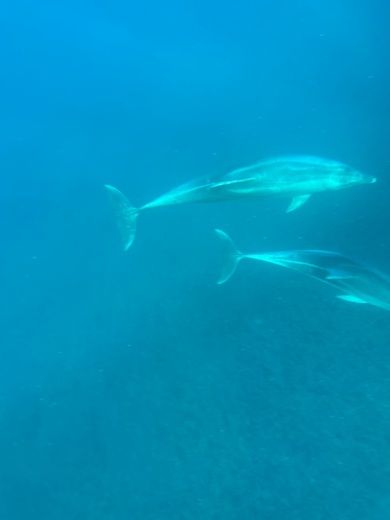 Porto Rotondo RIB Bwa 5.50 Summer Service alt tag text