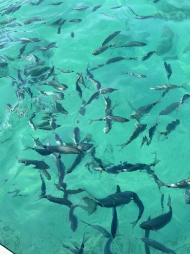 Cannes Motorboat Quicksilver Activ 675 Open alt tag text