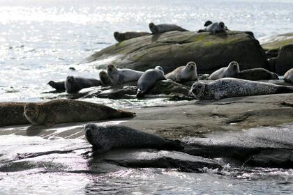 Miete Katamaran BW Seacat Catamaran Hönö