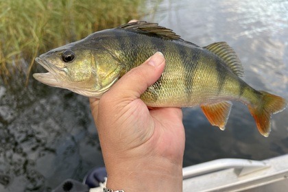 Hyra båt Motorbåt Belona Belona 40hk Yamaha 4 takt Slagsta
