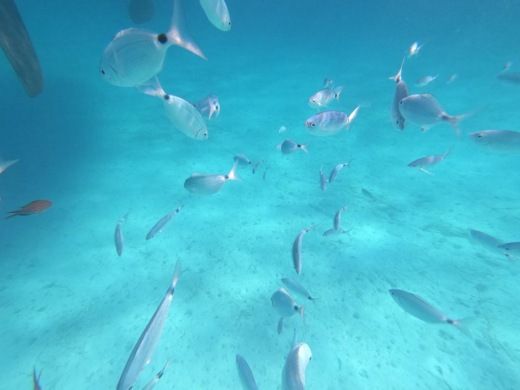 Ла-Маддалена Sailboat Dufour 425 Gran Large alt tag text