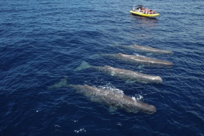 Hire RIB Searib's Vanguard Madeira