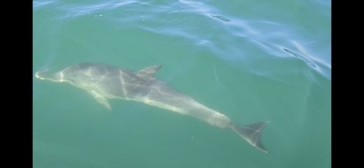 Vilamoura RIB Joker Boat Clubman 21 alt tag text