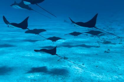 Location Catamaran Fountaine Pajot Lavezzi 40 Bora-Bora