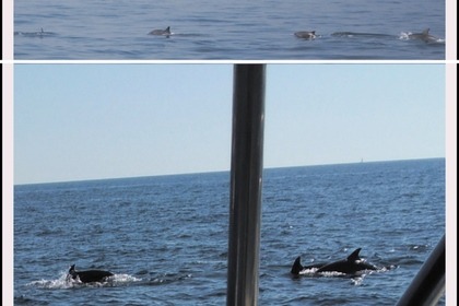 Verhuur Motorboot Bavaria 42 Vrsar