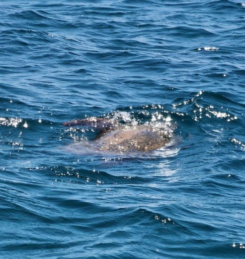 Porto Cesareo Without license Marinello Eden 18 alt tag text