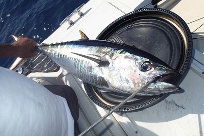 Charter Motorboat BOSTON WHALER BOSTON WHALER FISHERMAN Torre Pali