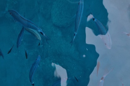 Noleggio Barca a motore Seapower GTX550 Bocca di Magra