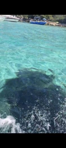 Cannes Motorboat Quicksilver Activ 505 Cabin alt tag text